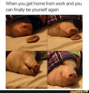 When you get home from work and when you have financial protection be yourself again funny meme pig cookie blanket relax